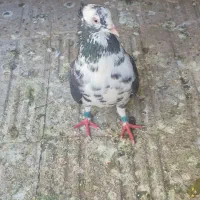 کفتر|پرنده|ورامین, ورامین|دیوار