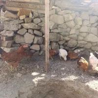 مرغ