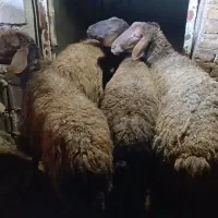 ۲ راس کاور ۲ راس میش زاییده|حیوانات مزرعه|تربت جام, میان جام|دیوار