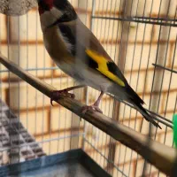 سهره چهارگل جوجه قفس