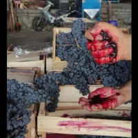 انگورسیاه شانی سردشت(دیمی)قزوینی و سنندج