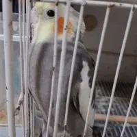 یک جفت عروس هلندی یک جفت کفتر