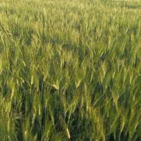 اجاره زمین کشاورزی