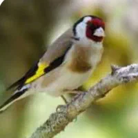 سهره نر