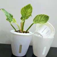 گلدان هیدروپونیک|گل و گیاه طبیعی|آمل, |دیوار