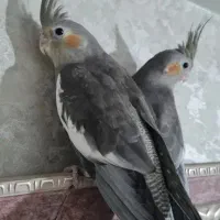 ۲ عدد عروس هلندی