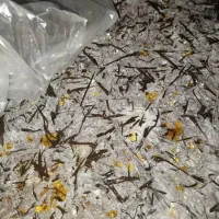 تولید و توزیع سراسری کمپوست قارچ دکمه‌ای