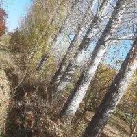 خرید فروش چوب خشک و تر به مدیریت بابایی|خدمات باغبانی و درختکاری|ارومیه, |دیوار