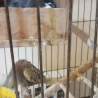 فروشی|پرنده|پردیس, فاز ۲|دیوار