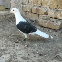 کفتر یا کبوتر