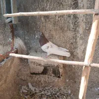 کبوتر کله ای و سرور،هم زمینی هم هوایی|پرنده|تهران, فلسطین (میدان انقلاب)|دیوار