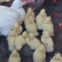 جوجه اردک اسرایئلی