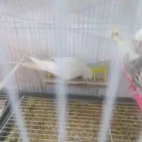 جفت مولد عروس هلندی|پرنده|فسا, |دیوار