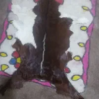 پوست بز|روفرشی|تهران, دهم فروردین|دیوار