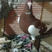 کبوتر|پرنده|آشخانه, |دیوار
