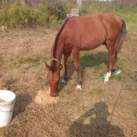 سه پا سفید درشت ۱ ساله بندرانزلی