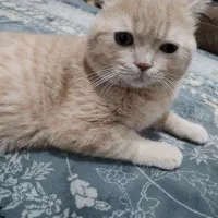 گربه بریتیش نر