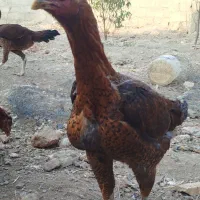 سه مرغ عالی ولی نظیرجهت برکت خدمت دوستان عشق باز