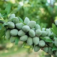 نهالستان عرضه انواع نهال مستقیم از تولیدی