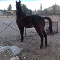 اسب نریان چهارساله یورقه رو وکورسی|اسب و تجهیزات اسبسواری|خلخال, |دیوار