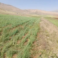 زمین کشاورزی آبی بارانی کوهرنگ