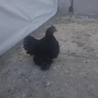 سلام مرغ فروشی کوشین خوشگل