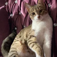 واگذاری گربه|گربه|قائمشهر, |دیوار