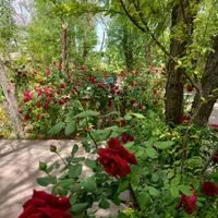 زمین ( مجتمع کشاورزی عصر کمیل )|فروش دفتر صنعتی، کشاورزی، تجاری|خاوران, |دیوار