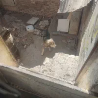 سگ کله ای ونکهبان افغان معاوضه درخدمتیم|سگ|بومهن, |دیوار