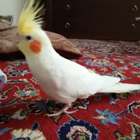عروس هلندی سخنگو|پرنده|اسلام‌شهر, |دیوار