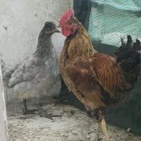 مرغ و خروس جفت