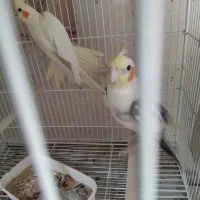 عروس هلندی معاوضه با پمپ باد کمپرسور باد موتور باد|پرنده|شیراز, شهرک گلستان شمالی|دیوار