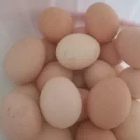 تخم مرغ محلی تازه