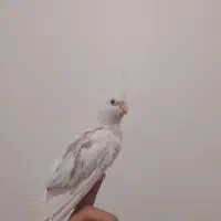 عروس هلندی آلبینو دستی