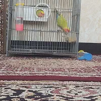 طوطی برزیلی مولد