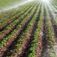 اجاره زمین کشاورزی از2طناب تا 100 طناب شهیدکلانتری