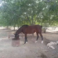 اسب|اسب و تجهیزات اسب‌سواری|خرم‌آباد, |دیوار