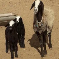 میش نژاد شال اصیل دوقلوزا