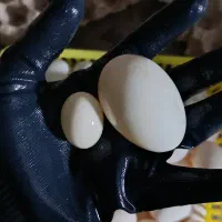 فروش تخم اردک محلی خوراکی|خوردنی و آشامیدنی|بابل, |دیوار