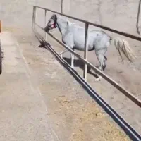 اسب مادیان..