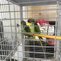 شاه طوطی|پرنده|رشت, بوسار|دیوار