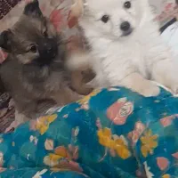 واگذاری ۲ عدد پاپی پامر اشپیتز سفید ماده  مشگی نر