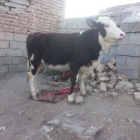 گوساله ماده سیمینتال مونت بیلیاردگاو