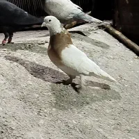 نرو ماده طوقی نرو ماده کاکل زرد