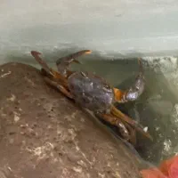 خرچنگ مرداب