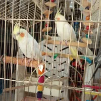 عروس هلندی سخنگو