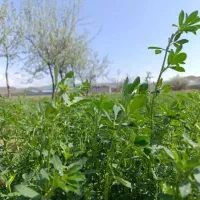 قطعه زمین در بیلوردی