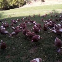 بوقلمون نر|حیوانات مزرعه|بانه, |دیوار