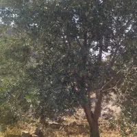 کارگر ساده برای باغ زیتون