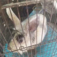 خرگوش لوپ خوشرنگ